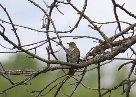 Photo for Brown Thrasher (toxostoma rufum) perched in a tangle of branches - Royalty Free Image