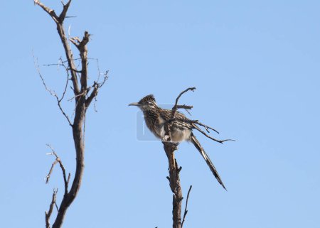 Téléchargez les photos : Grand coureur de route (geococcyx californianus) perché sur le sommet d'une branche - en image libre de droit