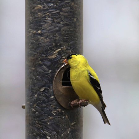 Téléchargez les photos : Chardonneret d'Amérique (mâle) (spinus tristis) mangeant à partir d'une mangeoire à oiseaux cylindrique - en image libre de droit