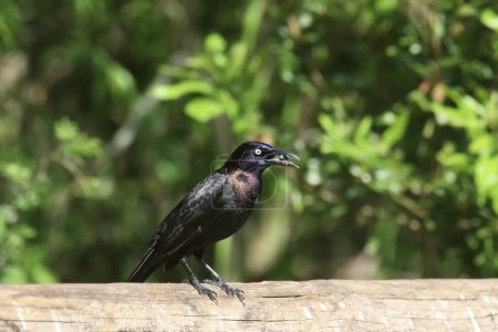 Photo for Common Grackle (male) (quiscalus quiscula) perched on a wooden railing - Royalty Free Image