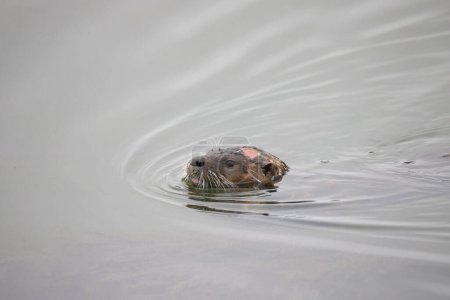 Téléchargez les photos : River Otter (lontra canadensis) nageant avec sa tête juste au-dessus de l'eau, sa langue et sa grosse blessure à la tête - en image libre de droit