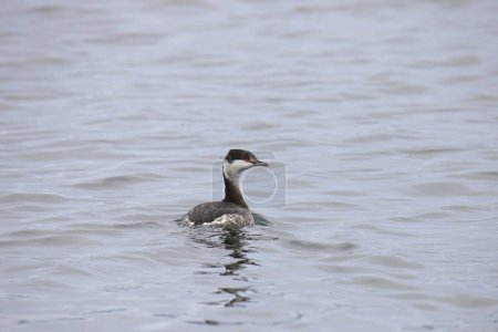 Photo for Horned Grebe (winter coloring) (podiceps auritus) swimming in a lake - Royalty Free Image