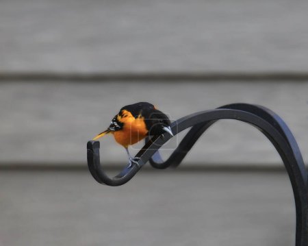 Téléchargez les photos : Baltimore Oriole (mâle) (icterus galbula) regardant vers le bas de sa perche sur un poteau de mangeoire d'oiseaux - en image libre de droit