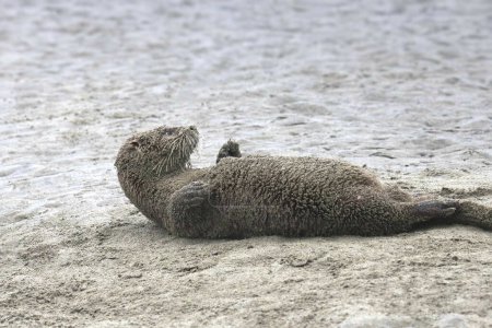 Téléchargez les photos : Rivière Otter (lontra canadensis) roulant dans le sable sur une plage - en image libre de droit
