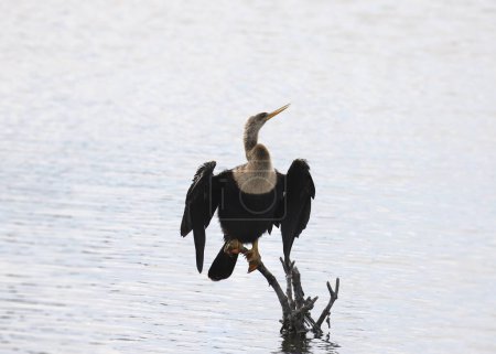 Téléchargez les photos : Anhinga (femelle) perché sur un petit chicots avec ses ailes partiellement déployées - en image libre de droit