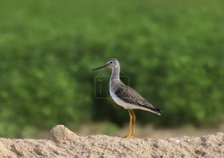 Photo for Greater Yellowlegs (tringa melanoleuca) standing at the edge of an irrigation canal - Royalty Free Image
