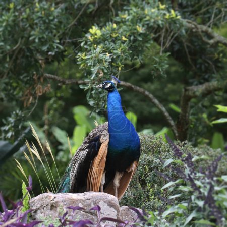 Téléchargez les photos : Paon indien (mâle) (pavo cristatus) perché sur un gros rocher - en image libre de droit