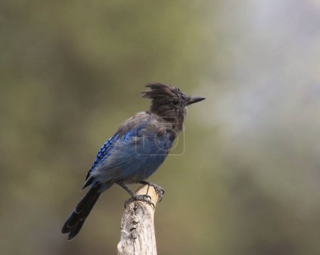 Photo for Steller's Jay (cyanocitta stelleri) perched at the end of bare branch - Royalty Free Image