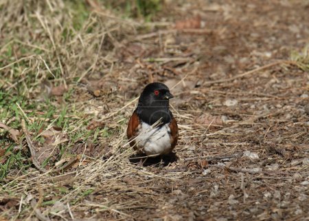 Foto de Spotted Towhee (pipilo maculatus) foraging on the ground - Imagen libre de derechos