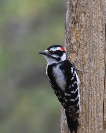 Photo for Downy Woodpecker (male) (dryobates pubescens) perched on a big tree trunk - Royalty Free Image