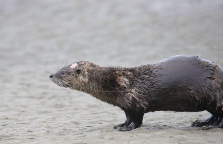 Foto de River Otter (lontra canadensis) acaba de salir del agua a una playa de arena - Imagen libre de derechos