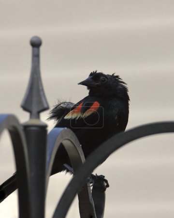 Photo for Red-winged Blackbird (male) (agelaius phoeniceus) with a bunch of missing head feather clinging to a birdfeeder pole - Royalty Free Image