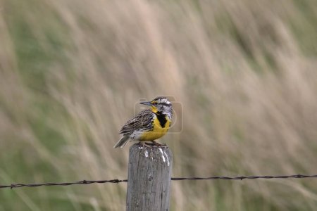 Foto de Western Meadowlark (sturnella neglecta) encaramado en un poste de valla de madera con sus plumas voladas en el viento - Imagen libre de derechos