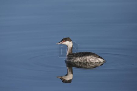 Photo for Horned Grebe (winter coloring) (podiceps auritus) swimming in some very blue water - Royalty Free Image