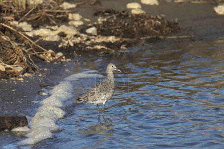 Photo for Willet (breeding) (tringa semipalmata) standing at the edge of a pond - Royalty Free Image