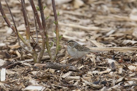 Photo for Clay-colored Sparrow (spizella pallida) foraging on the ground - Royalty Free Image