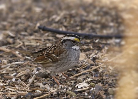 White-throated Sparrow (zonotrichia albicollis) foraging in some wood chips