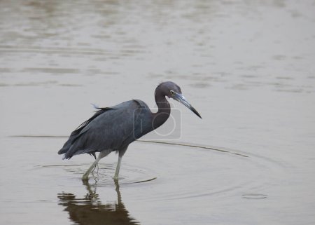 Photo for Little Blue Heron (egretta caerulea) wading in shallow water - Royalty Free Image
