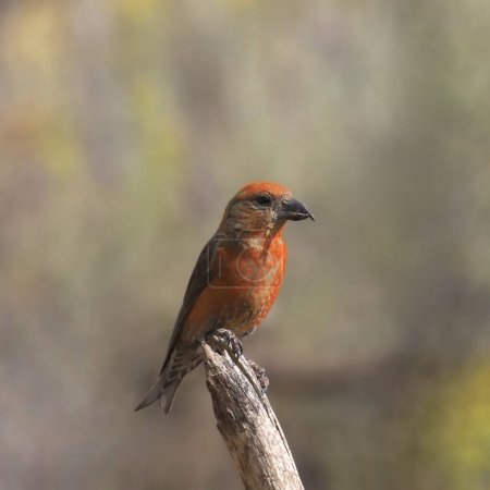 Photo for Red Crossbill (male) (loxia curvirostra) perched on a broken branch - Royalty Free Image