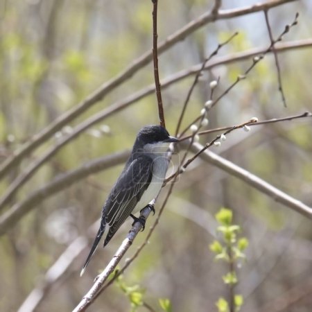 Téléchargez les photos : Kingbird de l'Est (tyrannus tyrannus) perché dans un arbre bourgeonnant - en image libre de droit
