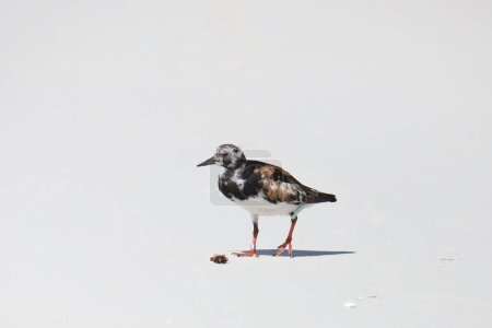 Photo for Ruddy Turnstone (immature male) (arenaria interpres) standing on a sandy beach - Royalty Free Image