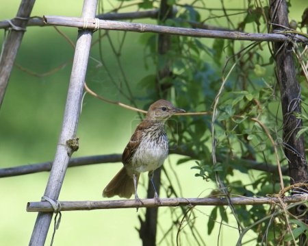 Photo for Brown Thrasher (toxostoma rufum) perched on a garden lattice - Royalty Free Image