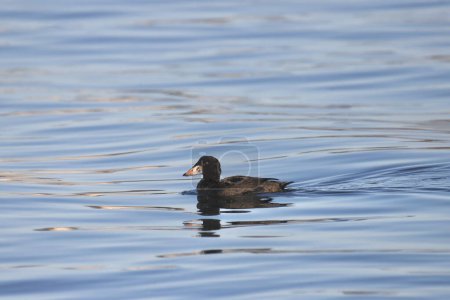 Photo for Surf Scoter (immature male) (melanitta perspicillata) swimming in the ocean - Royalty Free Image