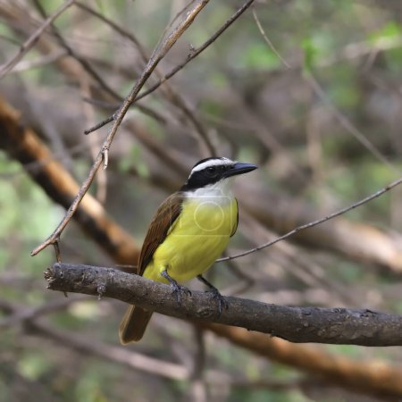Photo for Great Kiskadee (pitangus sulphuratus) perched in a tree - Royalty Free Image