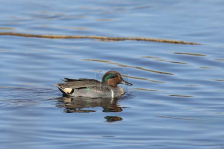Photo for Green-winged Teal (anas carolinensis) swimming in a pond - Royalty Free Image