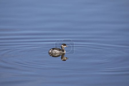 Photo for Eared Grebe (nonbreeding) (podiceps nigricollis) swimming in a pond - Royalty Free Image