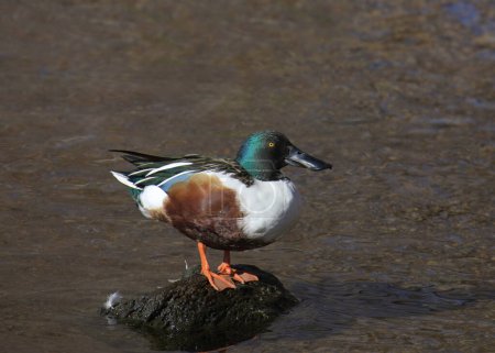 Photo for Northern Shoveler (male) (spatula clypeata) standing on a rock in shallow water - Royalty Free Image