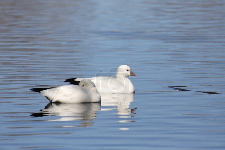 Foto de Dos gansos de Ross (anser rossii) en un estanque - Imagen libre de derechos