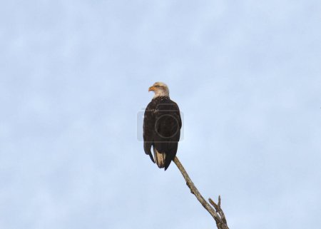 Águila calva (3er año) (haliaeetus leucocephalus) posada sobre una pequeña rama