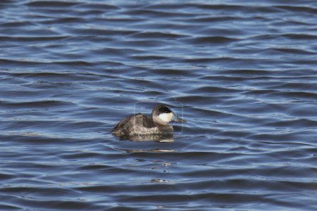 Photo for Ruddy Duck (male, winter coloring) (oxjura jamaicensis) swimming in a lake - Royalty Free Image