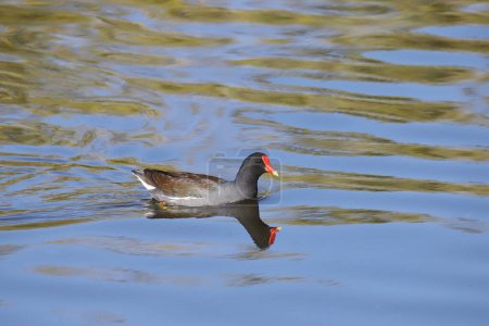 Photo for Common Gallinule (gallinula galeata) swimming in a lake - Royalty Free Image