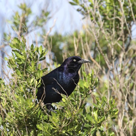 Boat-tailed Grackle (male) (quiscalus major) perched in a bush