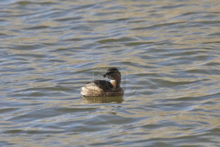 Foto de Grebe de pico (podilymbus podiceps) nadando en un estanque - Imagen libre de derechos