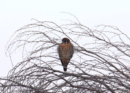 Foto de Cernícalo americano (hembra) (falco sparverius) encaramado en un enredo de ramas - Imagen libre de derechos