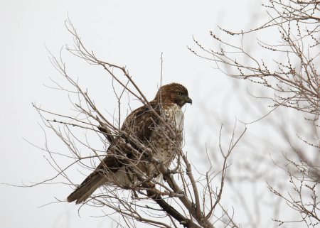 Photo for Red-tailed Hawk (buteo jamaicensis) perched in a leafless tree - Royalty Free Image