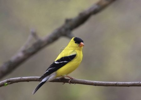American Goldfinch (male) (spinus tristis) perched on a leafless branch