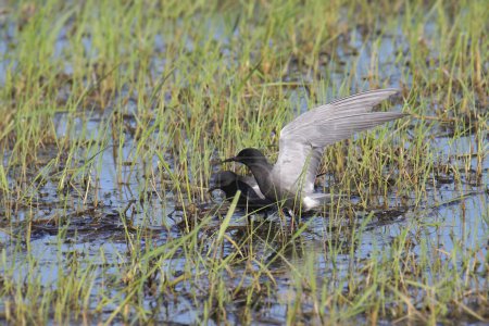 Photo for Two Black Terns (childonias niger) in a grassy wetland - Royalty Free Image