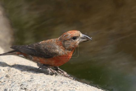 Red Crossbill (male) (loxia curvirostra) drinking from a pool of water 