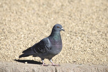 Rock Pigeon (columbia livia) perched on the ground