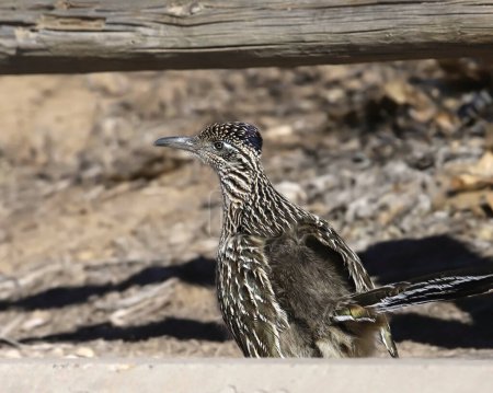 Téléchargez les photos : Greater Roadrunner (geococcyx californianus) regardant en arrière alors qu'il se glisse sous une clôture en bois - en image libre de droit