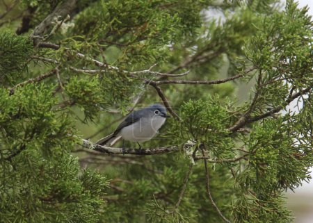 Blue-gray Gnatcatcher (male) (polioptila caerulea) perche in a pine tree