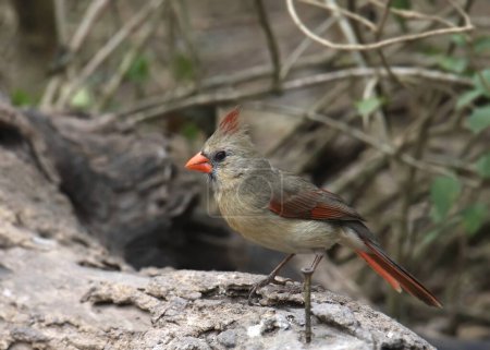 Northern Cardinal (female) (cardinalis cardinalis) perched on a big log