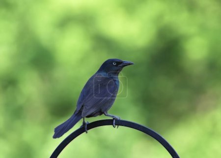 Common Grackle (male) (quiscalus quiscula) perched on a bird feeder pole
