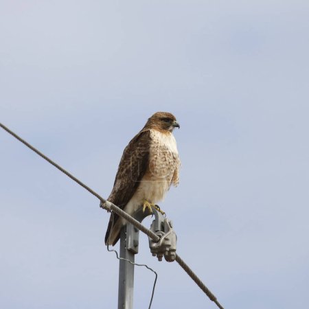 Red-tailed Hawk (buteo jamaicensis) perched on a power pole