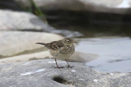 American Pipit (anthus rubescens) perched on a rock slab