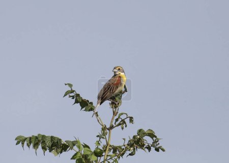 Dickcissel (spiza americana) perched at the top of a small tree